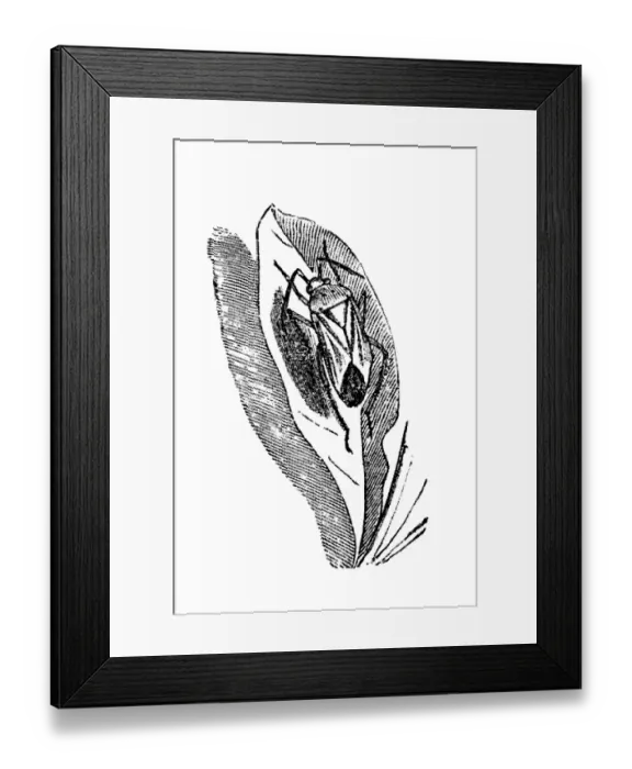 Framed Print : Leaf bug (Phytocoris bipunctatus) Framed Print : Leaf bug (Phytocoris bipunctatus)