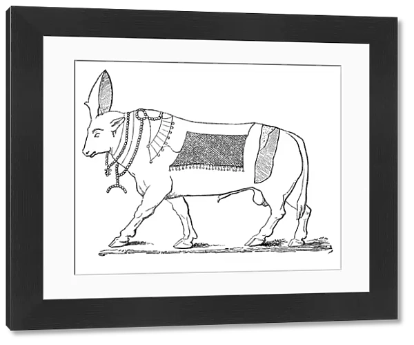 Apis bull. Illustration of a apis bull