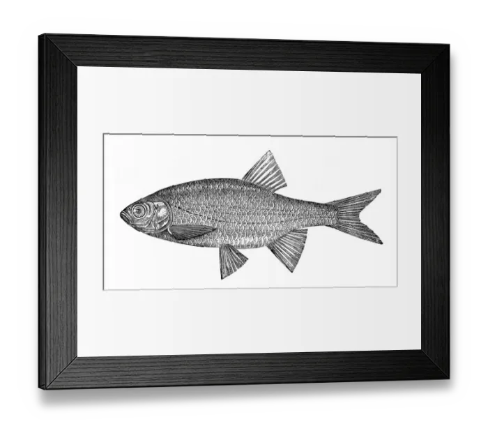 Framed Print : Rudd (Scardinius erythrophthalmus) Framed Print : Rudd (Scardinius erythrophthalmus)
