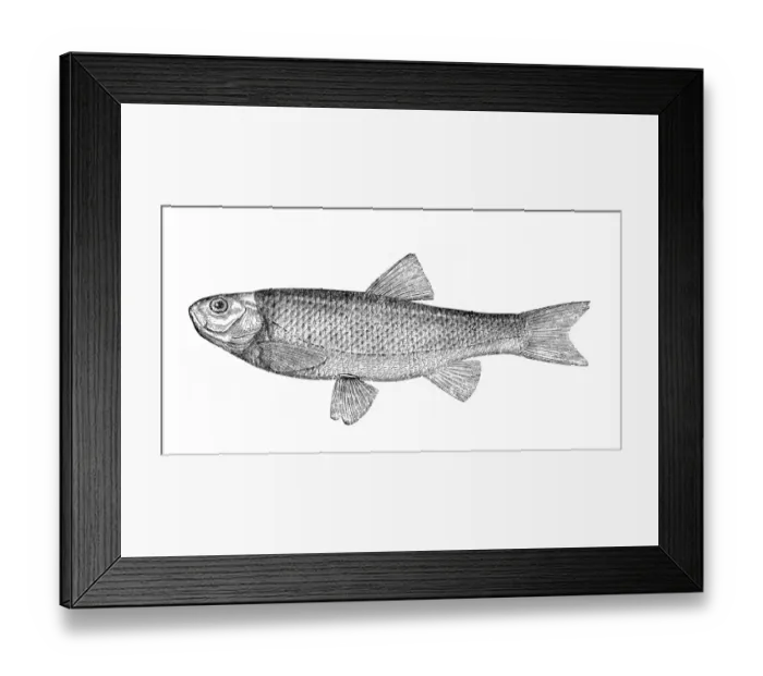 Framed Print : The chub (Squalius cephalus) Framed Print : The chub (Squalius cephalus)