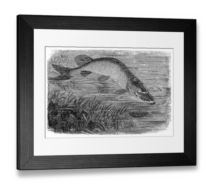 Framed Print : The northern pike (Esox lucius), known simply as a pike or pickerel Framed Print : The northern pike (Esox lucius), known simply as a pike or pickerel