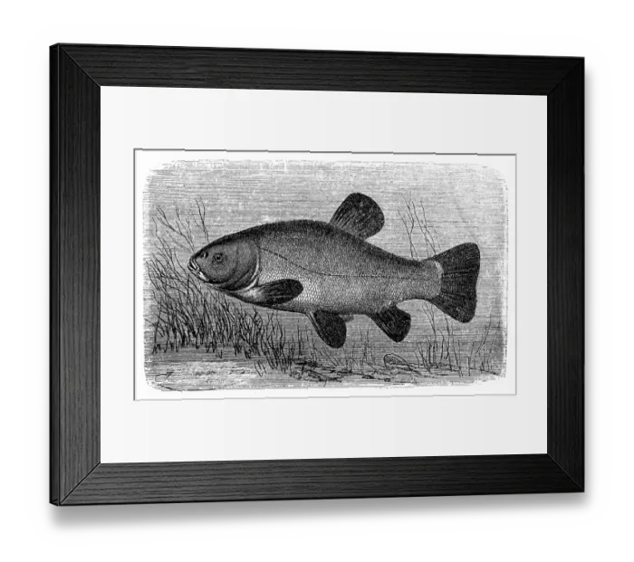 Framed Print : The tench or doctor fish (Tinca tinca) Framed Print : The tench or doctor fish (Tinca tinca)