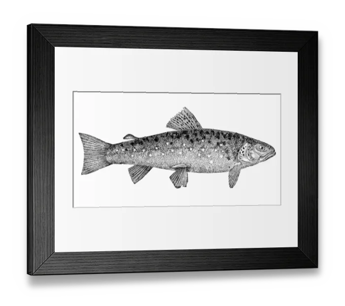 Framed Print : Brown Trout (Salmo Trutta Morpha Fario), salmo fario Framed Print : Brown Trout (Salmo Trutta Morpha Fario), salmo fario