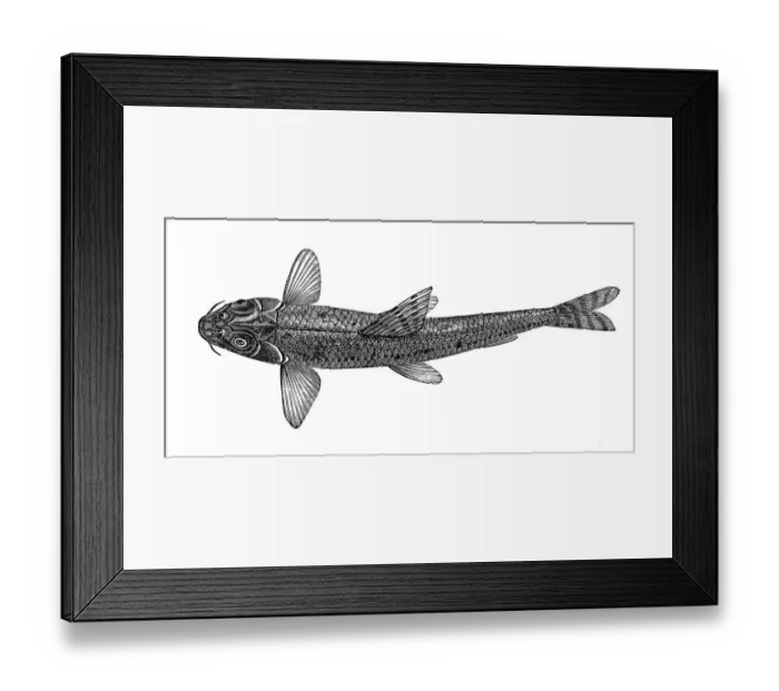Framed Print : Gobio gobio (fluviatilis) Framed Print : Gobio gobio (fluviatilis)