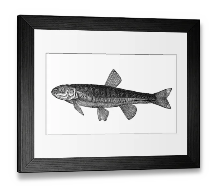 Framed Print : The Eurasian minnow, minnow, or common minnow (Phoxinus phoxinus) Framed Print : The Eurasian minnow, minnow, or common minnow (Phoxinus phoxinus)