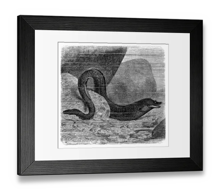 Framed Print : Mediterranean moray (Muraena helena)