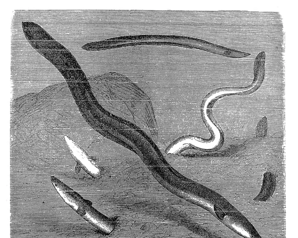 The European eel (Anguilla anguilla)