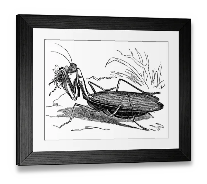 Framed Print : European Mantis - Mantis religiosa Framed Print : European Mantis - Mantis religiosa