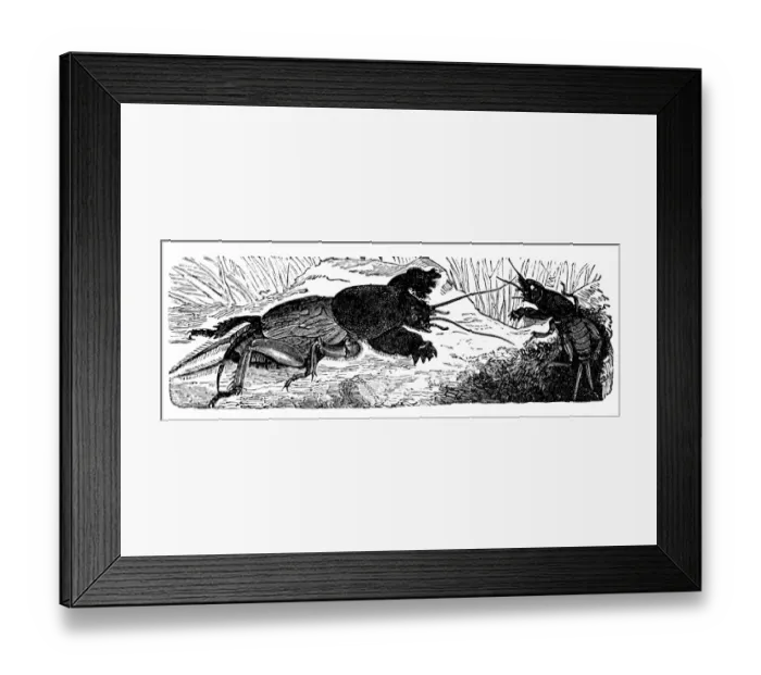 Framed Print : European Mole Cricket (Gryllotalpa Gryllotalpa) Framed Print : European Mole Cricket (Gryllotalpa Gryllotalpa)