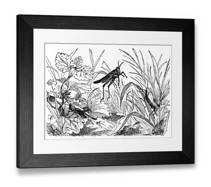 Framed Print : Tetrix subulata (Slender Grasshopper) Framed Print : Tetrix subulata (Slender Grasshopper)