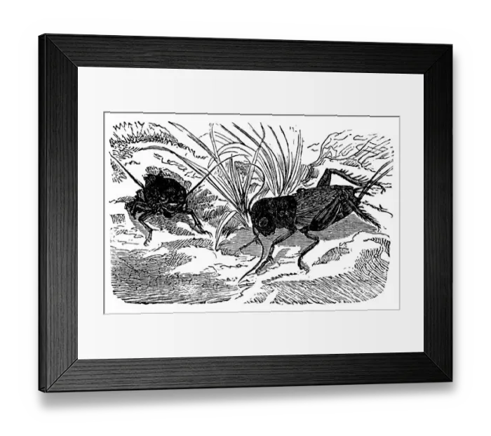 Framed Print : European Field Cricket (Gryllus campestris) Framed Print : European Field Cricket (Gryllus campestris)