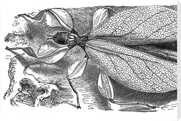 leaf insect (phyllium siccifolium)
