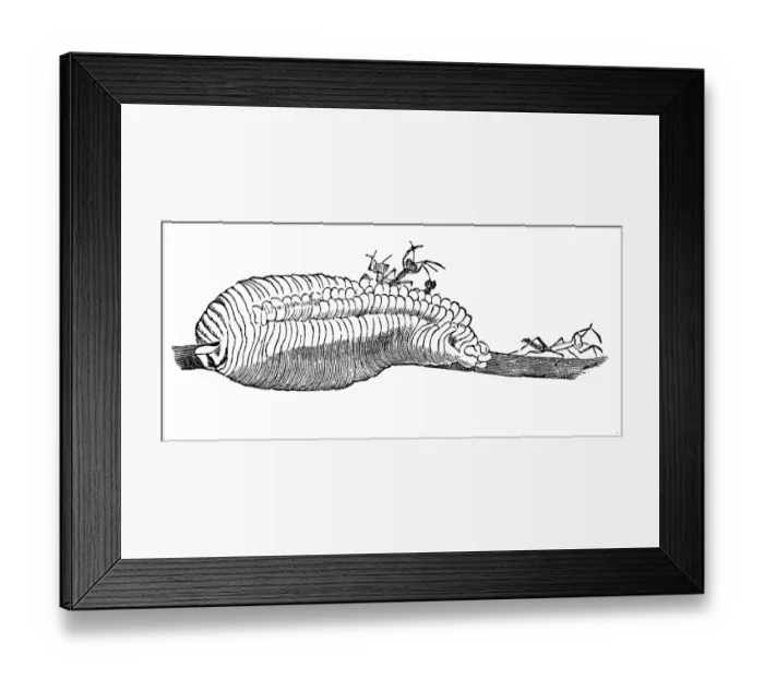 Framed Print : Praying mantis larva Framed Print : Praying mantis larva