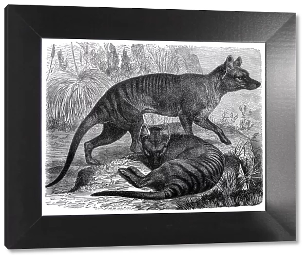 Thylacinus cynocephalus (Tasmanian Tiger, Tasmanian Wolf, Thylacine)