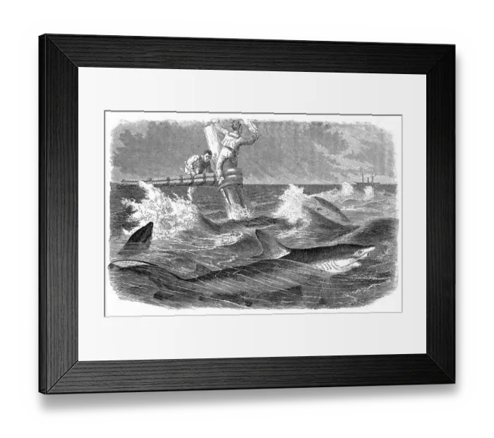 Framed Print : Blue sharks (Prionace glauca) and sailors in danger Framed Print : Blue sharks (Prionace glauca) and sailors in danger