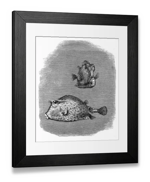 Framed Print : Scrawled cowfish (Acanthostracion quadricornis) Framed Print : Scrawled cowfish (Acanthostracion quadricornis)