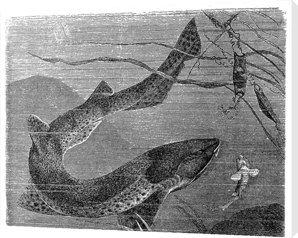The nursehound, Catshark, large-spotted dogfish, greater spotted dogfish, or bull huss (Scyliorhinus stellaris)