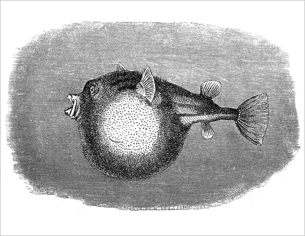 The fahaka pufferfish, Nile puffer, globe fish, lineatus puffer (Tetraodon farakah)