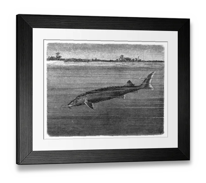 Framed Print : Sterlet (Acipenser ruthenus)