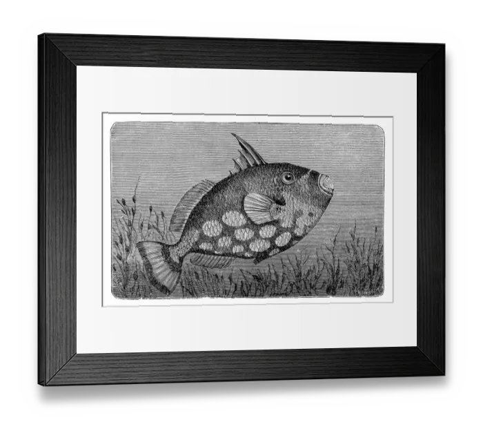 Framed Print : The grey triggerfish (Balistes capriscus) Framed Print : The grey triggerfish (Balistes capriscus)