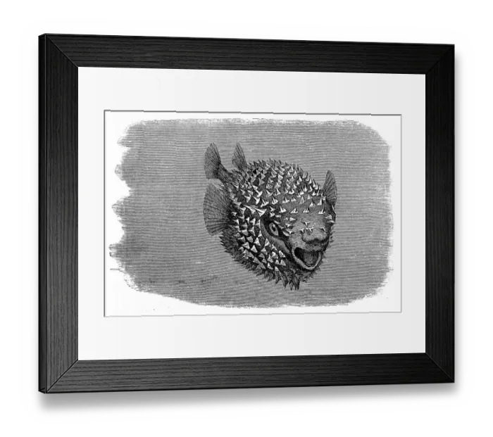 Framed Print : Spotted Porcupinefish (Diodon hystrix) Framed Print : Spotted Porcupinefish (Diodon hystrix)