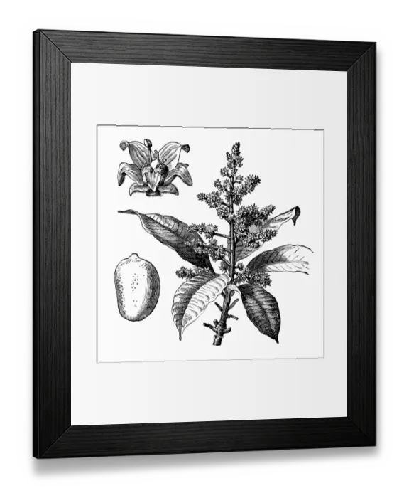 Framed Print : Mangifera indica, commonly known as mango