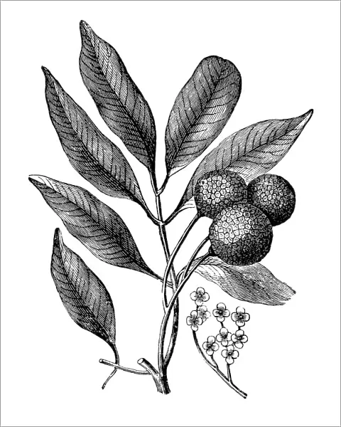 (Nephelium litchi Cambess) lichi, lichee, laichi, leechee or lychee