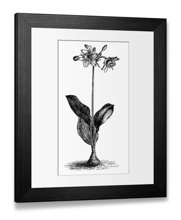 Framed Print : Amazon Lily (Eucharis amazonica) Framed Print : Amazon Lily (Eucharis amazonica)