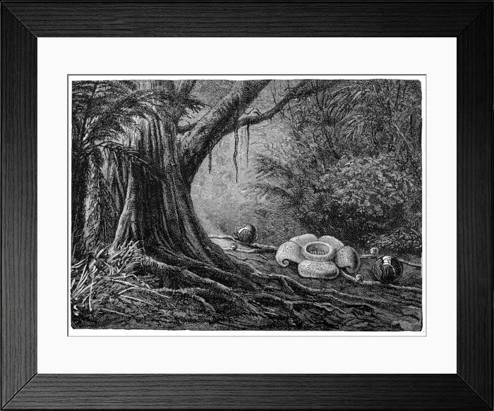 Framed Print : Corpse flower (Rafflesia patma) Framed Print : Corpse flower (Rafflesia patma)