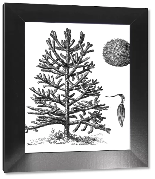 Monkey puzzle tree (araucaria imbricata)