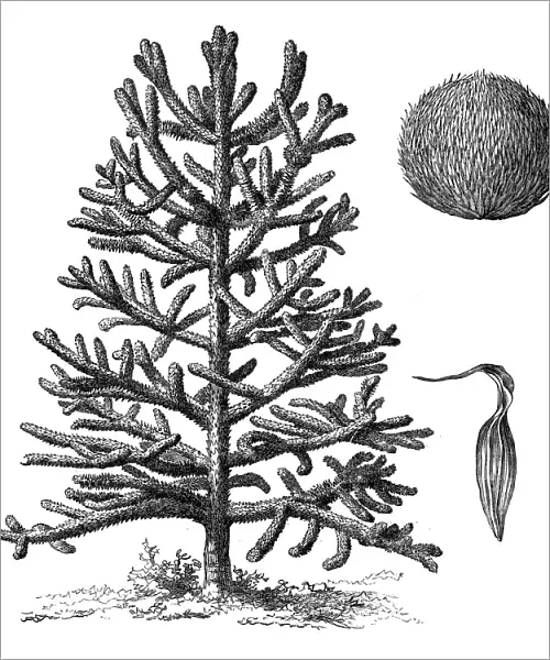 Monkey puzzle tree (araucaria imbricata)