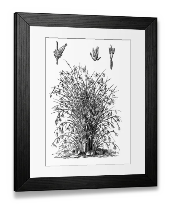 Framed Print : Bamboo trees, Tropical woody bamboos Framed Print : Bamboo trees, Tropical woody bamboos