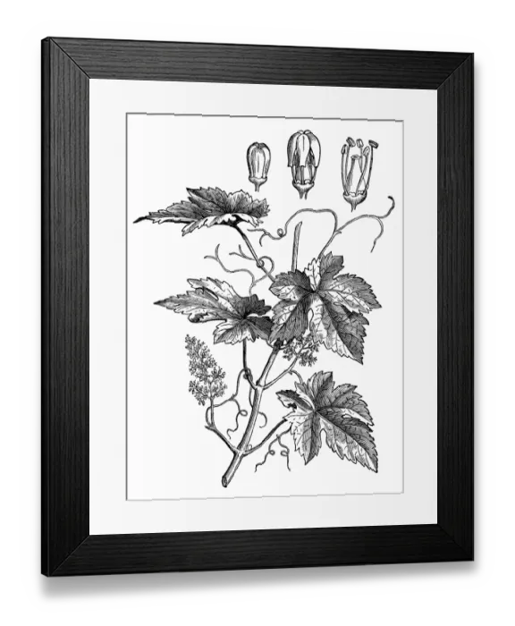 Framed Print : Grape, Wine grape, Purpleleaf Grape, Common Grape (vitis vinifera) Framed Print : Grape, Wine grape, Purpleleaf Grape, Common Grape (vitis vinifera)