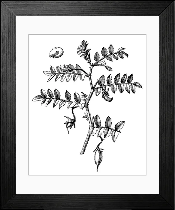 Framed Print : The chickpea or chick pea (Cicer arietinum) Framed Print : The chickpea or chick pea (Cicer arietinum)