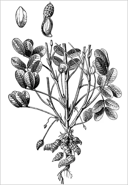Arachis hypogaea, the peanut or groundnu