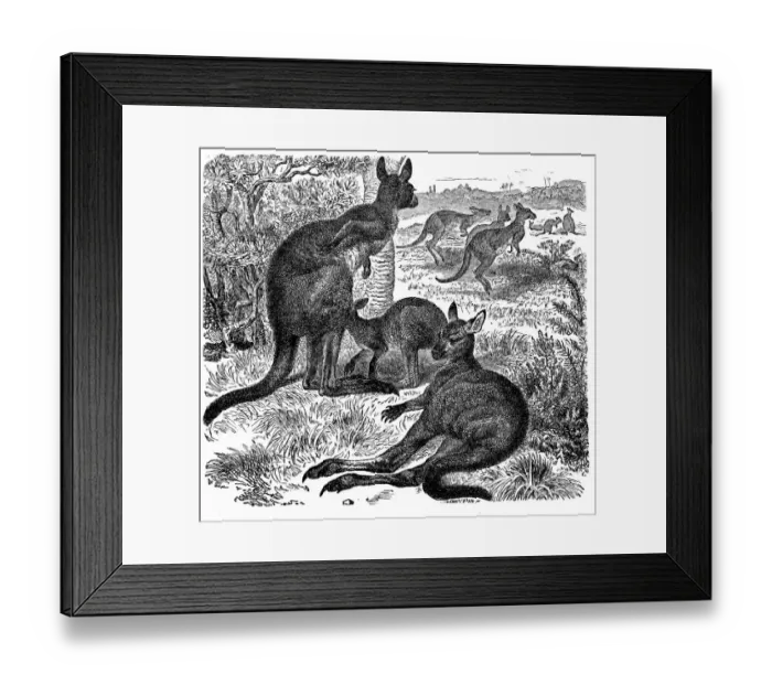 Framed Print : Eastern Grey Kangaroo, Macropus Giganteus Framed Print : Eastern Grey Kangaroo, Macropus Giganteus