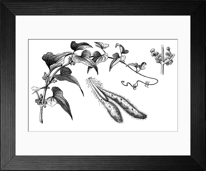 Framed Print : Chinese yam (Dioscorea polystachya, dioscorea batatas) Framed Print : Chinese yam (Dioscorea polystachya, dioscorea batatas)