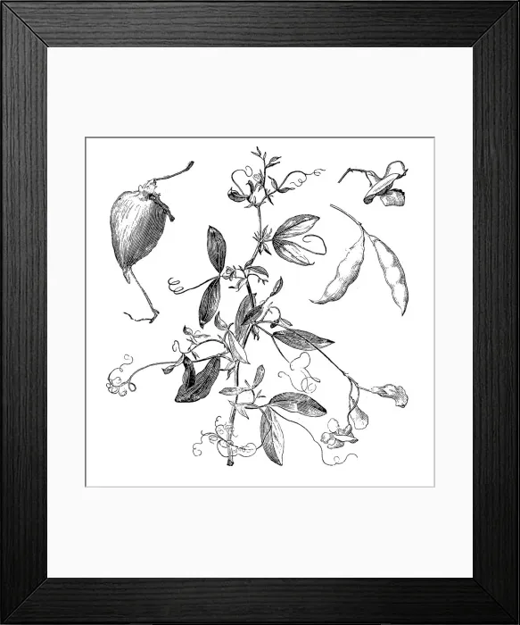 Framed Print : The tuberous pea, tuberous vetchling, earthnut pea, or aardaker (Lathyrus tuberosus) Framed Print : The tuberous pea, tuberous vetchling, earthnut pea, or aardaker (Lathyrus tuberosus)