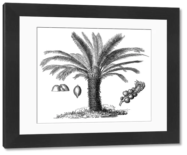The Sago Palm, Cycas revoluta