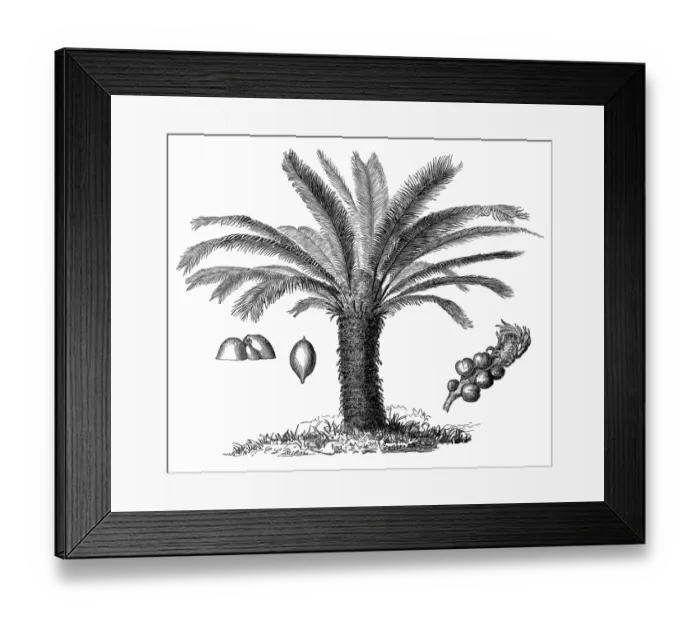 Framed Print : The Sago Palm, Cycas revoluta