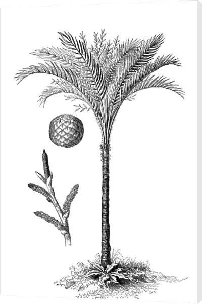 Metroxylon sagu (true sago palm)