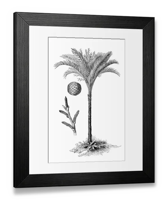 Framed Print : Metroxylon sagu (true sago palm) Framed Print : Metroxylon sagu (true sago palm)