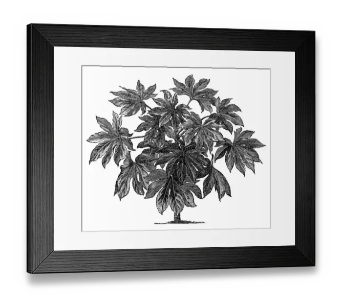 Framed Print : Aralia sieboldii (Fatsia) Framed Print : Aralia sieboldii (Fatsia)