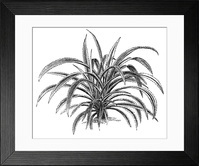 Framed Print : Pandanus (Pandanus javanicus) Framed Print : Pandanus (Pandanus javanicus)