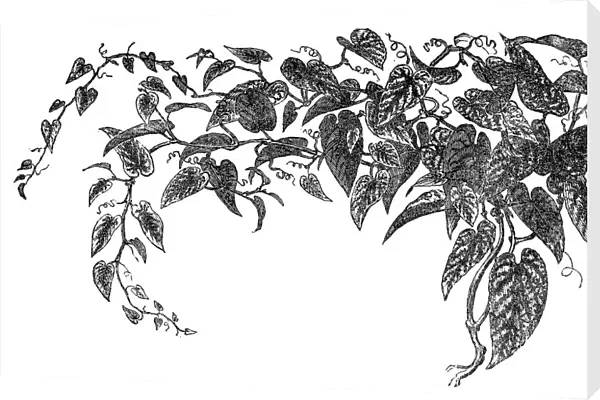 Rex begonia vine (Cissus discolor)
