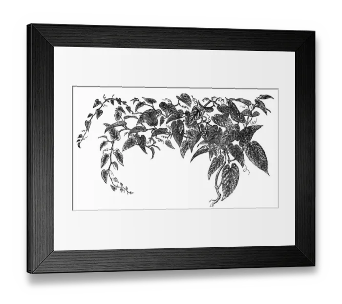 Framed Print : Rex begonia vine (Cissus discolor) Framed Print : Rex begonia vine (Cissus discolor)