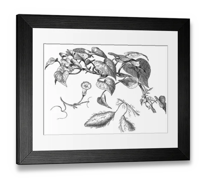 Framed Print : Sweet-Potato (Batatas Edulis)