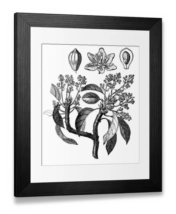 Framed Print : The avocado (Persea americana) Framed Print : The avocado (Persea americana)