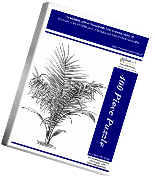 The wild date palm or Senegal date palm (phoenix reclinata)