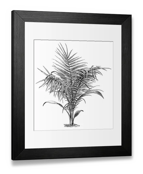 Framed Print : The wild date palm or Senegal date palm (phoenix reclinata) Framed Print : The wild date palm or Senegal date palm (phoenix reclinata)
